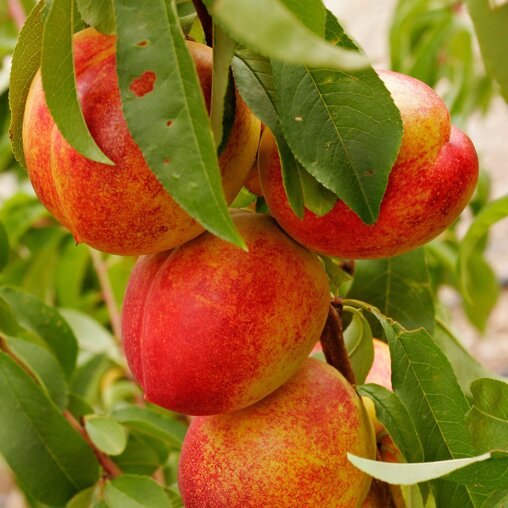 Nectarineboom 'Madame Blanchet' leivorm laag (zelfbestuivend)